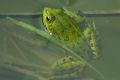 Pelophylax sp.